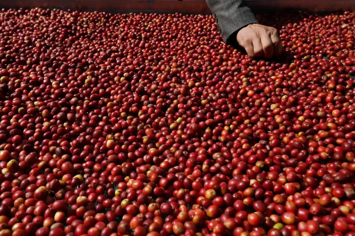 Yemeni Coffee: History and Fame