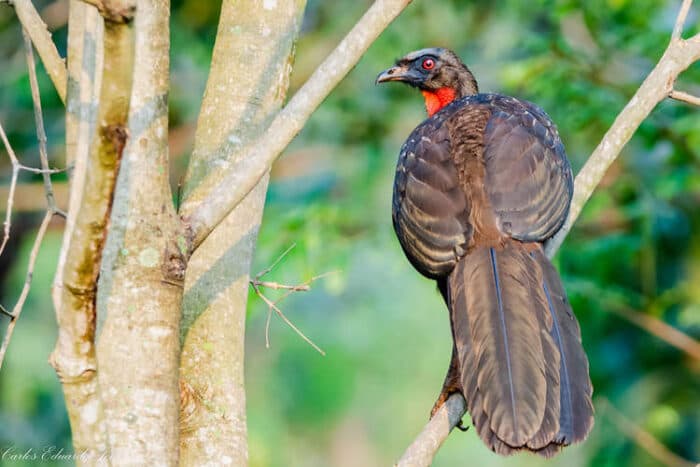 Bird’s Excrement Yields World’s Costliest Coffee: A Unique Tale of Nature’s Brew
