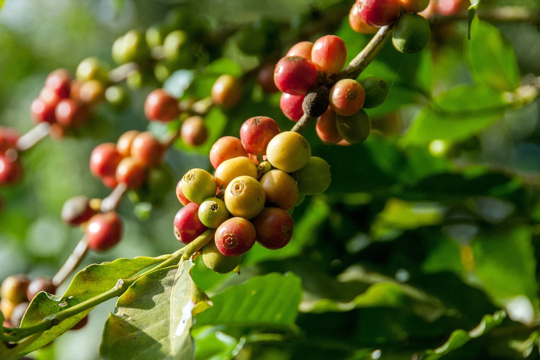 New Research Warns of Peril to Coffee Industry Amid Climate Change