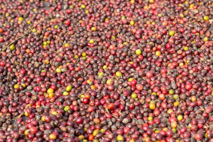 The green coffee industry needs $452 million to overcome the “innovation crisis”