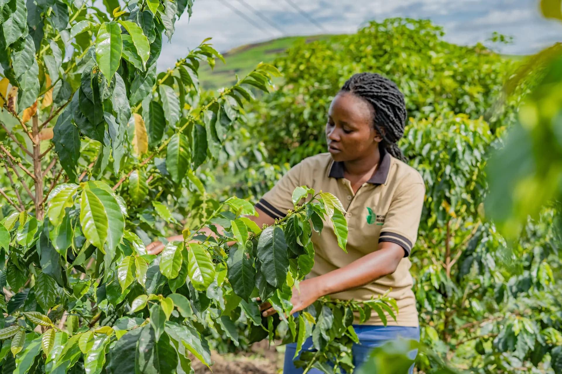 World Coffee Research Boosts Uganda’s Coffee Production Goals through Nursery and Seed Lot Development