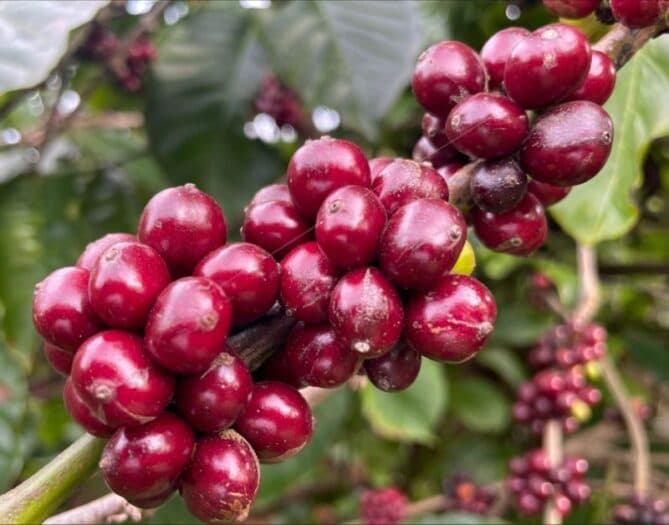 The value of the specialty coffee market is expected to reach $152.69 billion by 2030