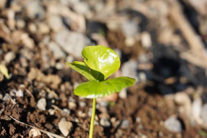 New Report by World Coffee Research on Seed Quality Assurance in Latin America