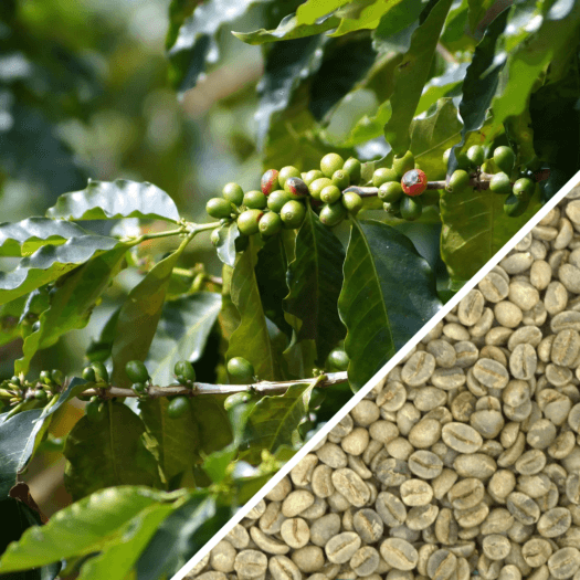 Speciality Coffee Association’s Effort to Ensure Fairness in Coffee Industry