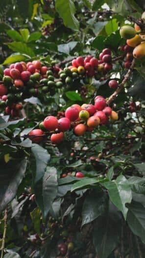 Coffee Prices Decline as Global Supply Surges