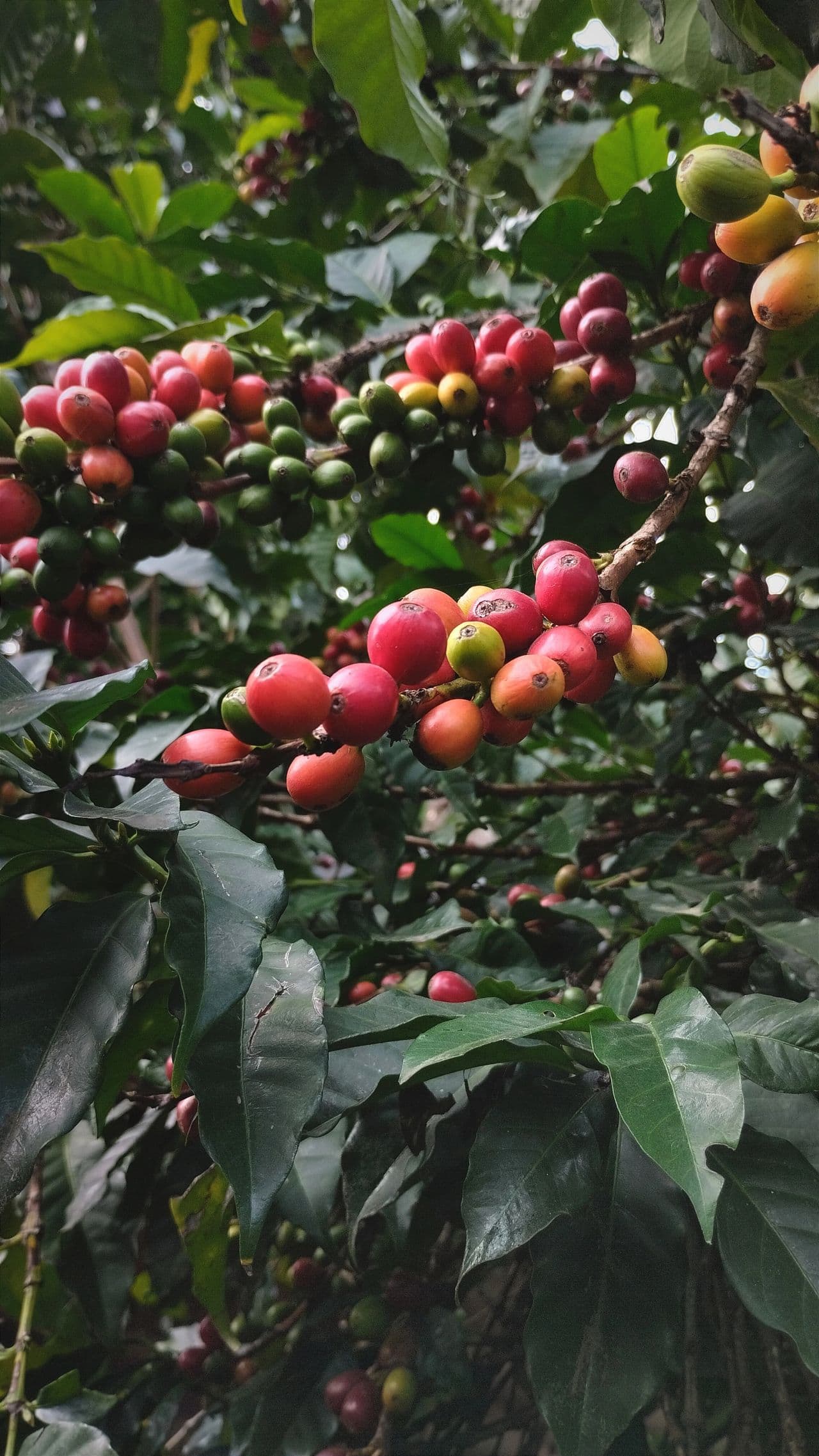 Coffee Prices Decline as Global Supply Surges