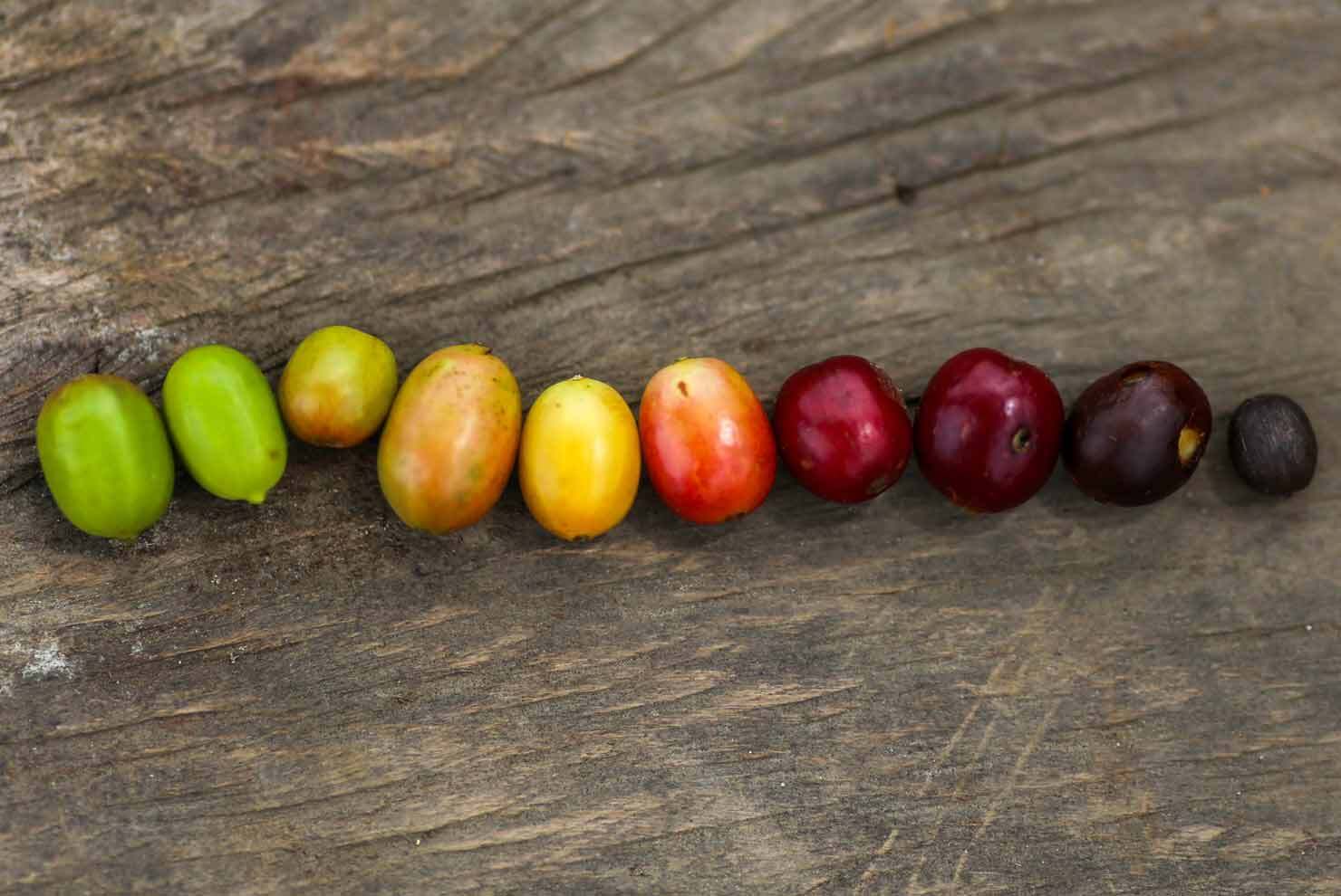 Anaerobic Fermentation Transforms Unripe Coffee Cherries into Specialty-Grade
