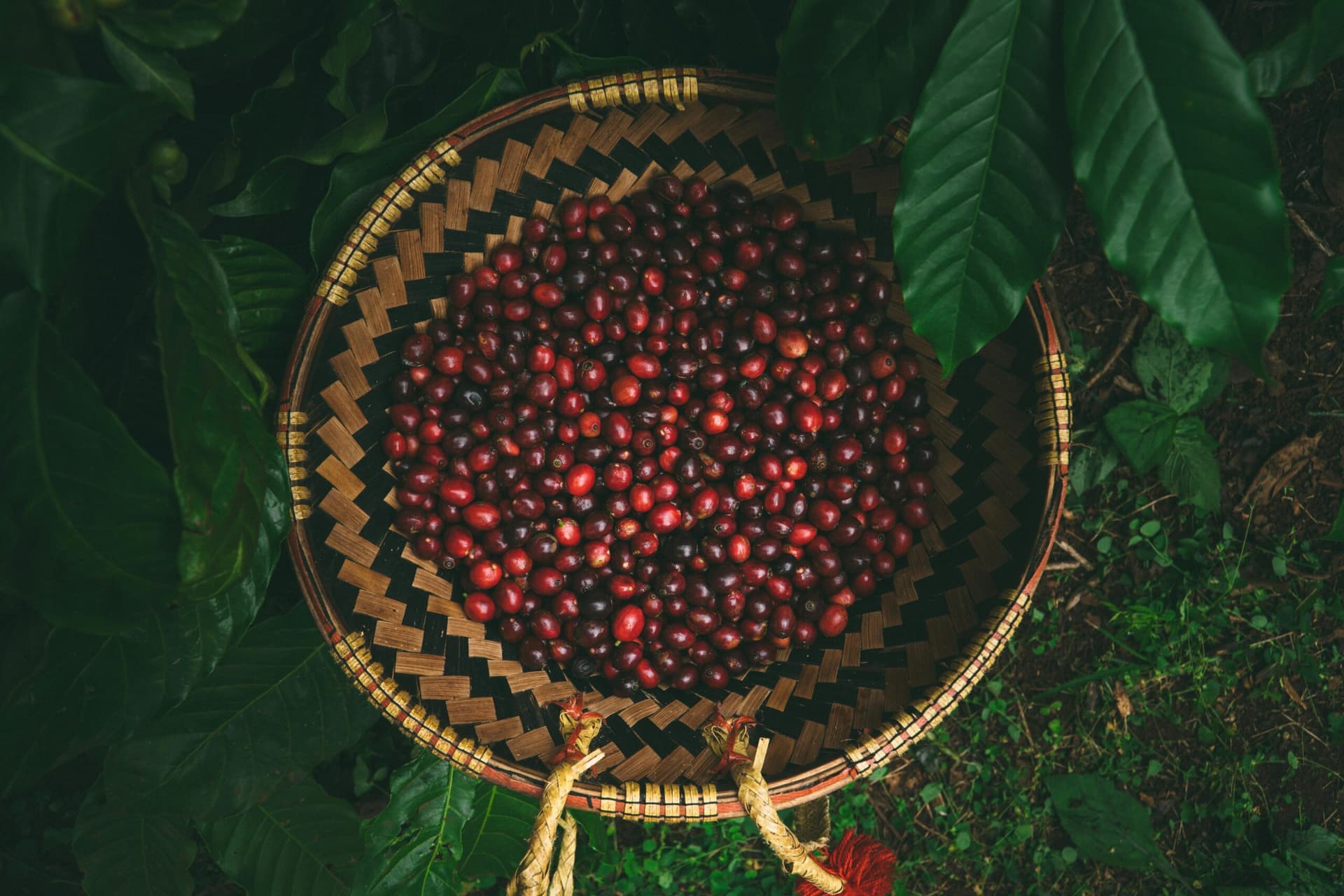 Vietnam Coffee Industry Poised to Benefit from Global Price Surge