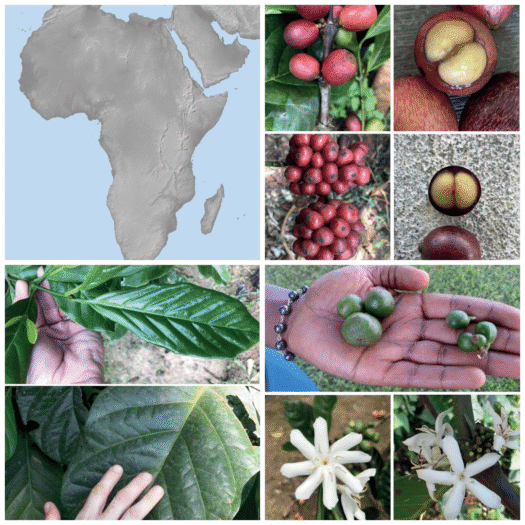 Liberica Coffee Reimagined: Three New Species Could Transform Farming and Conservation