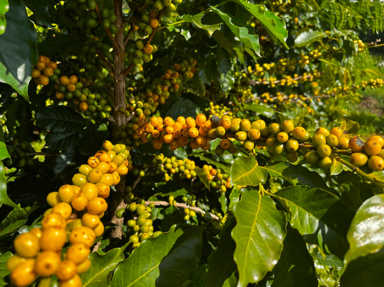 Brazil Coffee Harvest 2025/2026: A Decent Crop Amid Market Volatility
