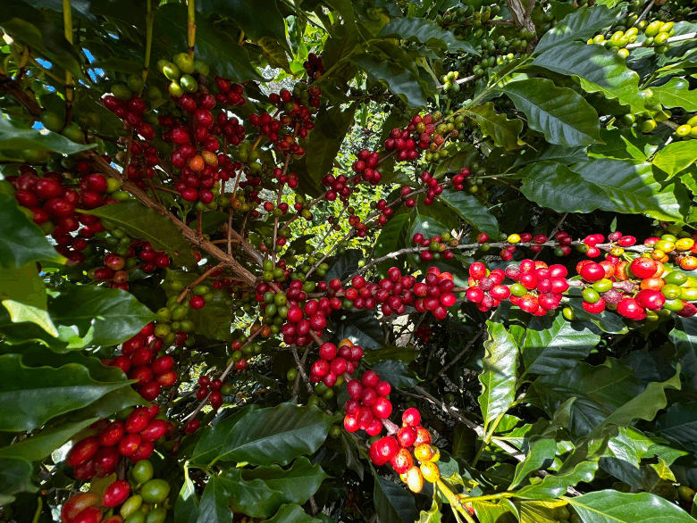 Coffee Prices Plunge on Rain Forecasts for Brazil