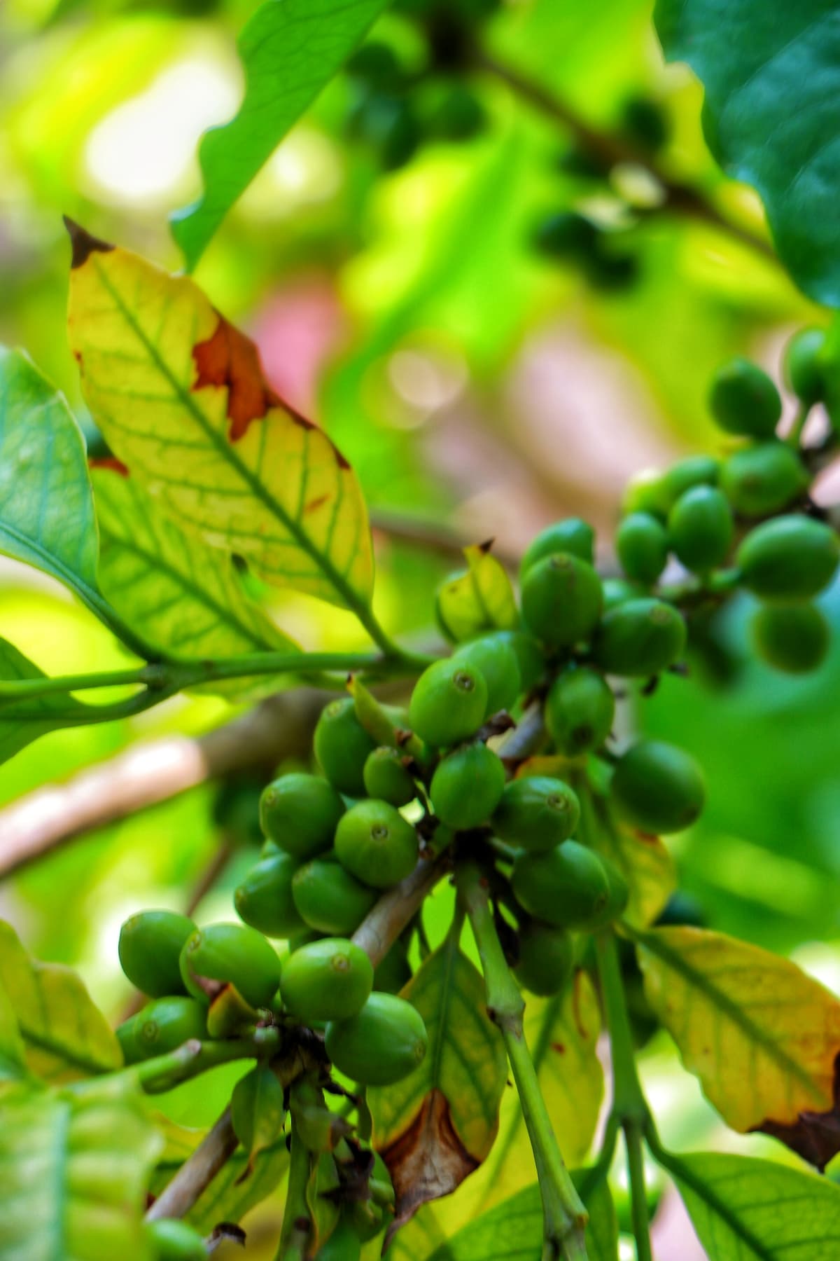 Why Coffee Prices Are Rising — And What It Means for Consumers?