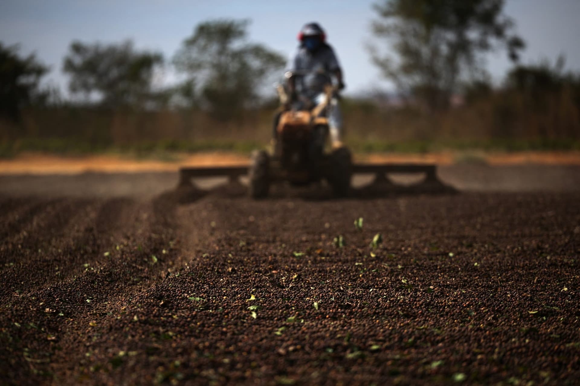 Brazil’s Coffee Paradox: Global Prices Drop While Local Costs Surge