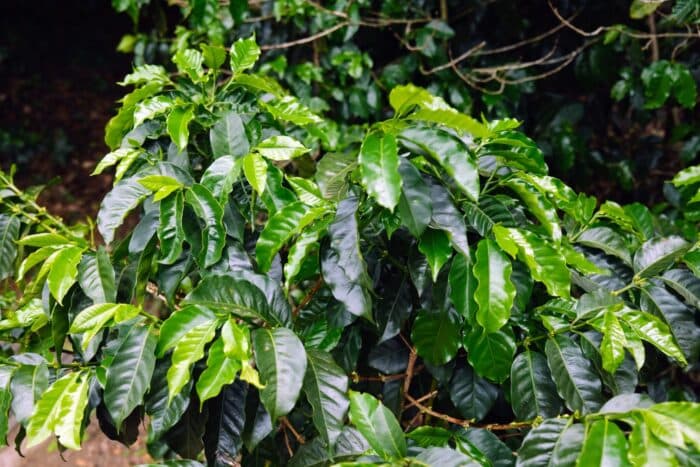 Rainforest Alliance Launches First Regenerative Agriculture Certification for Coffee