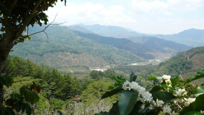 EU’s New Organic Regulation Reshapes Coffee Value Chains Worldwide