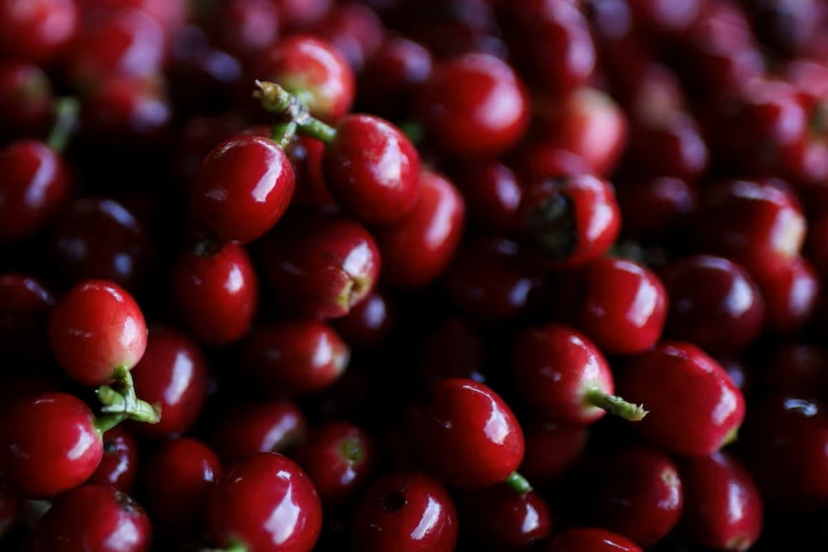Colombia Records Its Best Coffee Harvest in Over 30 Years