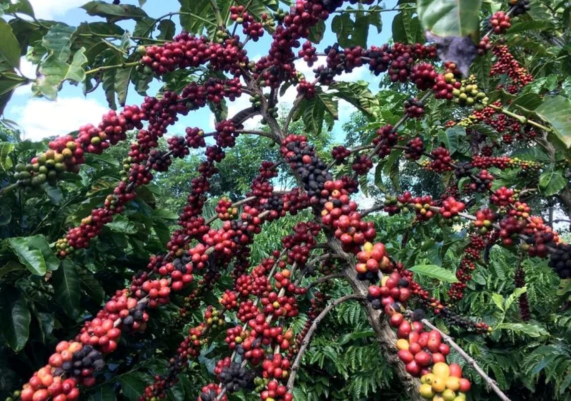 Brazil Set to Overtake Vietnam as the World’s Largest Robusta Coffee Producer