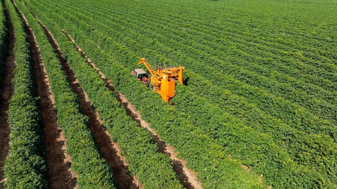 Saudi Arabia Aims to Increase Coffee Production Tenfold Through “Saudi Rural” Program