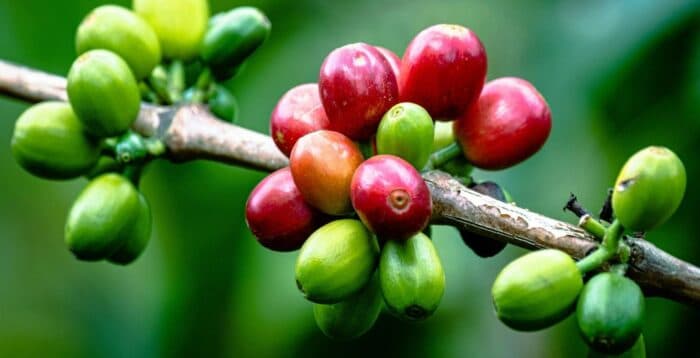 Arabica Rebounds: Brazil Drought Fears Drive Price Surge Despite Tariff Removal Pressure