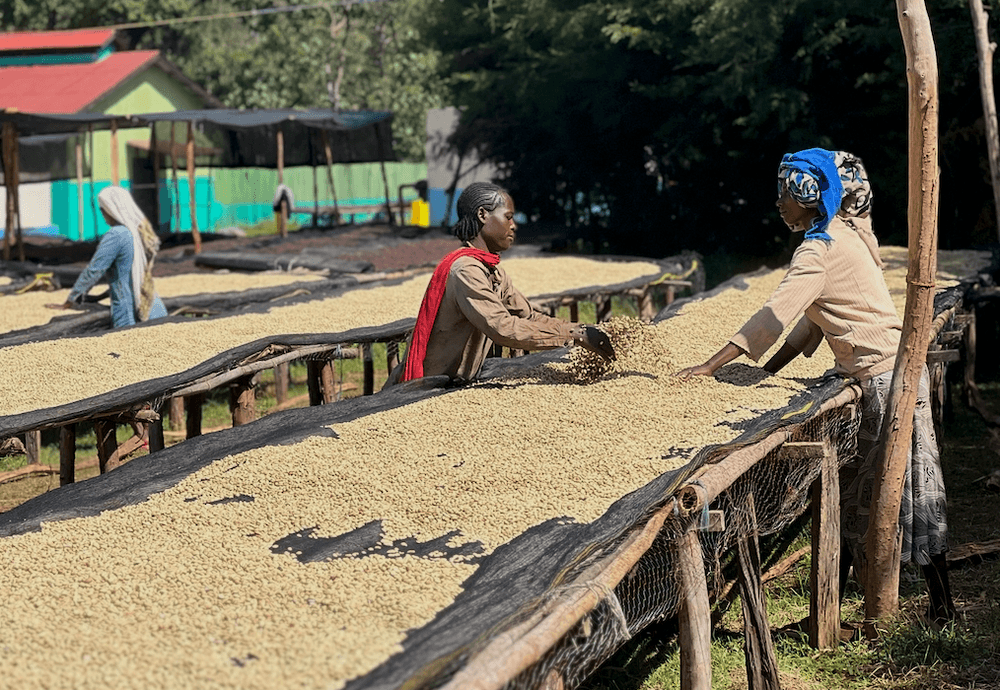 Sucafina Releases Key Update on Ethiopia’s 2025/26 Coffee Harvest