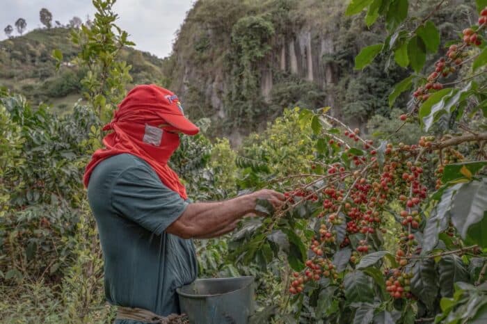 CNN: Coffee Prices in the US Are Unlikely to Fall Anytime Soon