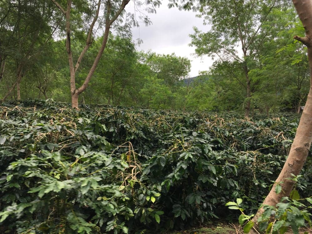 Sucafina Releases Key Update on Vietnam’s 2025/26 Coffee Harvest