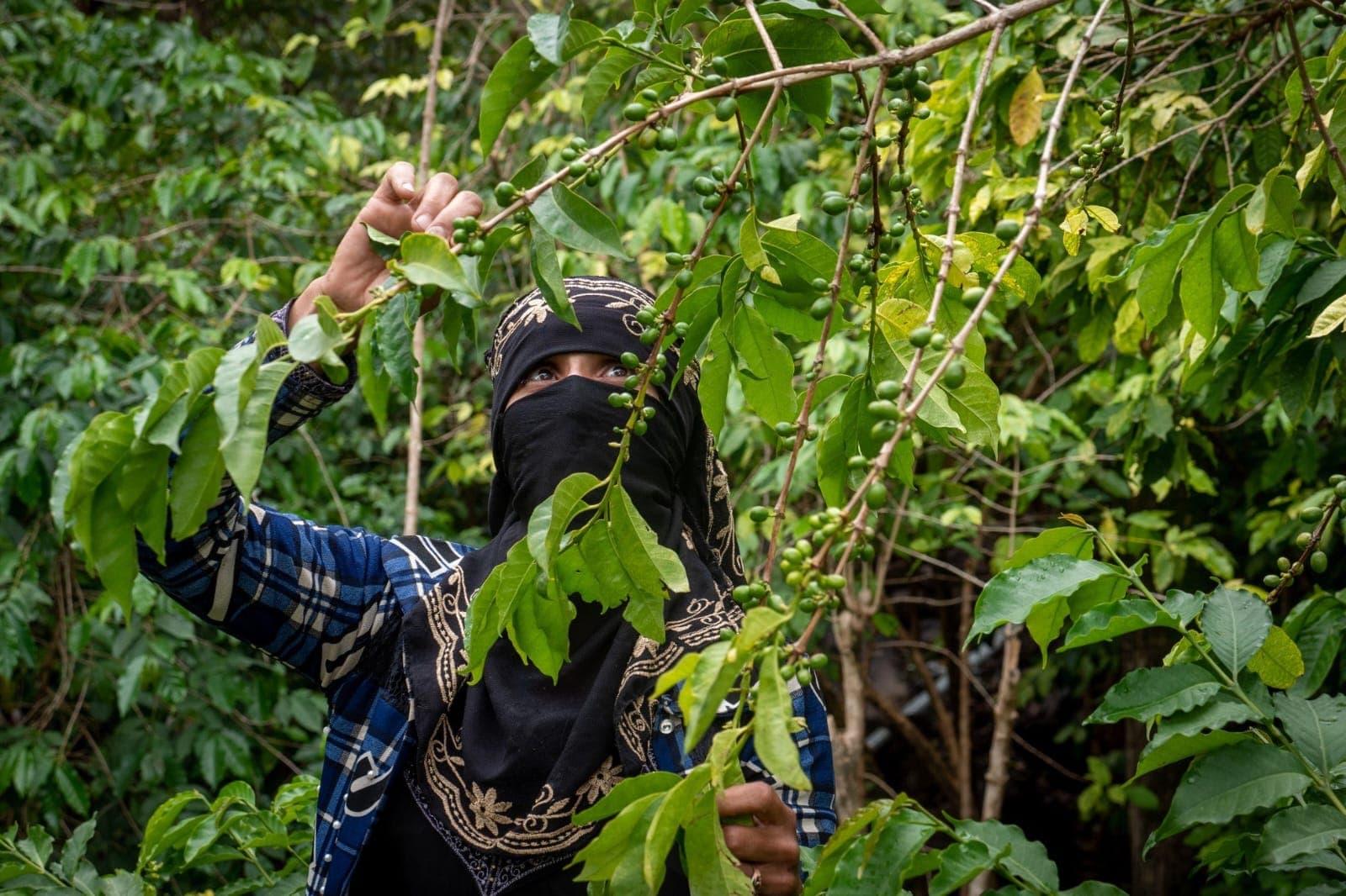 International Coffee Organization: 70% of Coffee Farming Workforce Comprises Women