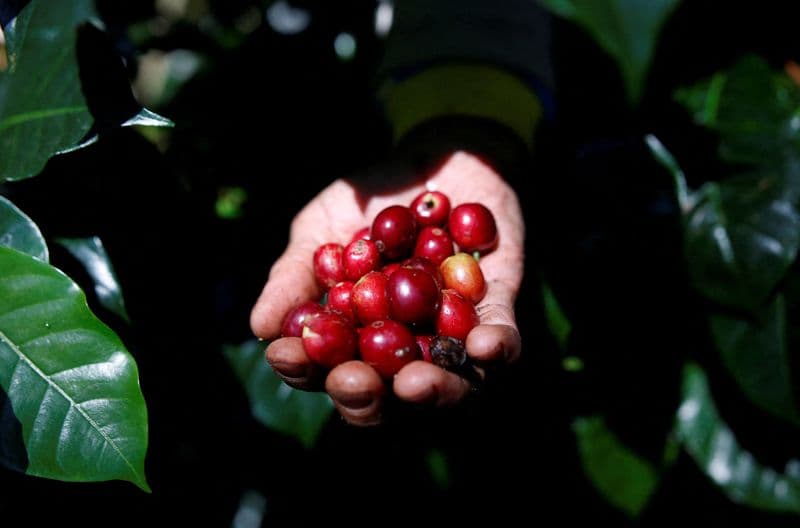 Genomic research reveals ancient Ethiopian coffee origins
