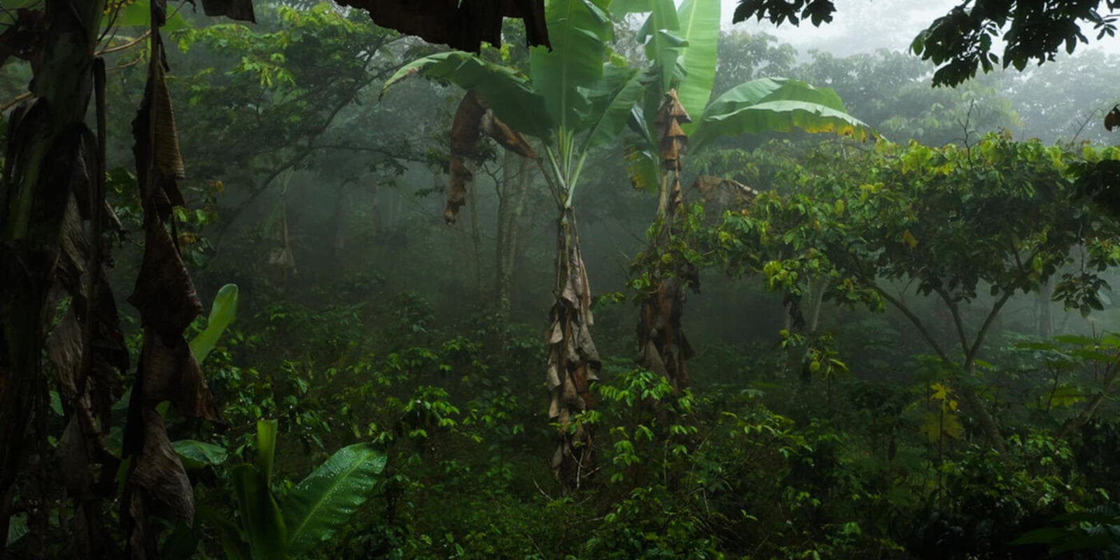 Shade-Grown Coffee Farms Store More Carbon Than Tree-Planting Projects, Study Finds