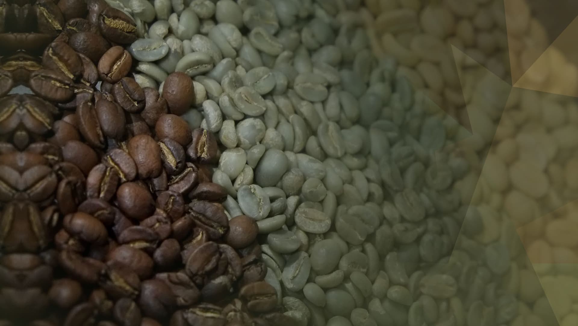DMCC Coffee Centre: Supply Chain Pressures and Tariffs Threaten Global Coffee Trade