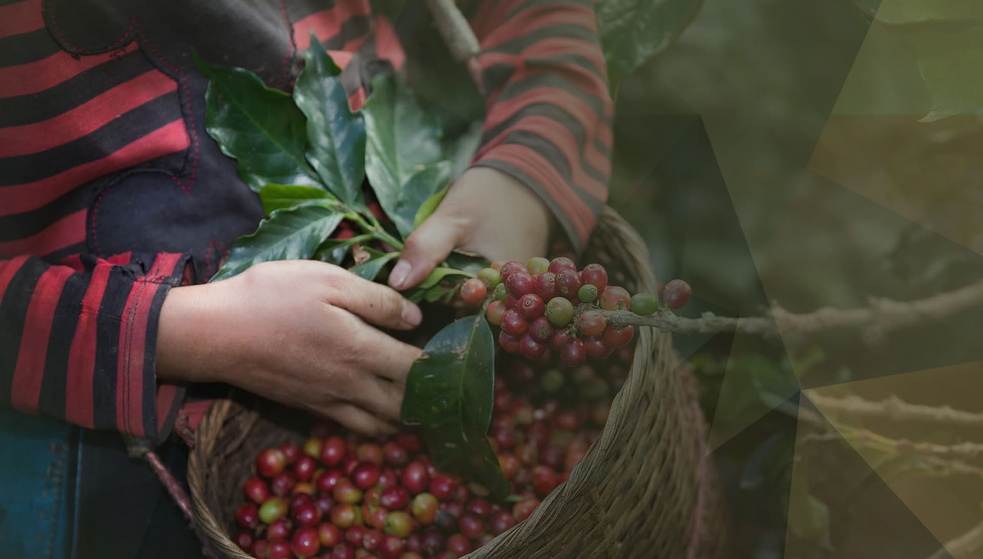 Smallholder Farmers at the Heart of the Global Coffee Crisis