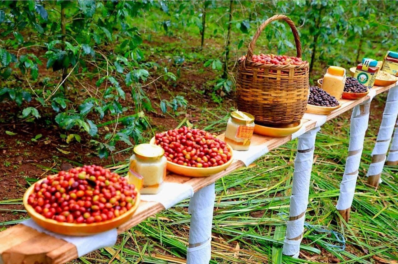 Ethiopia Raises Capital Requirements for Coffee Exporters