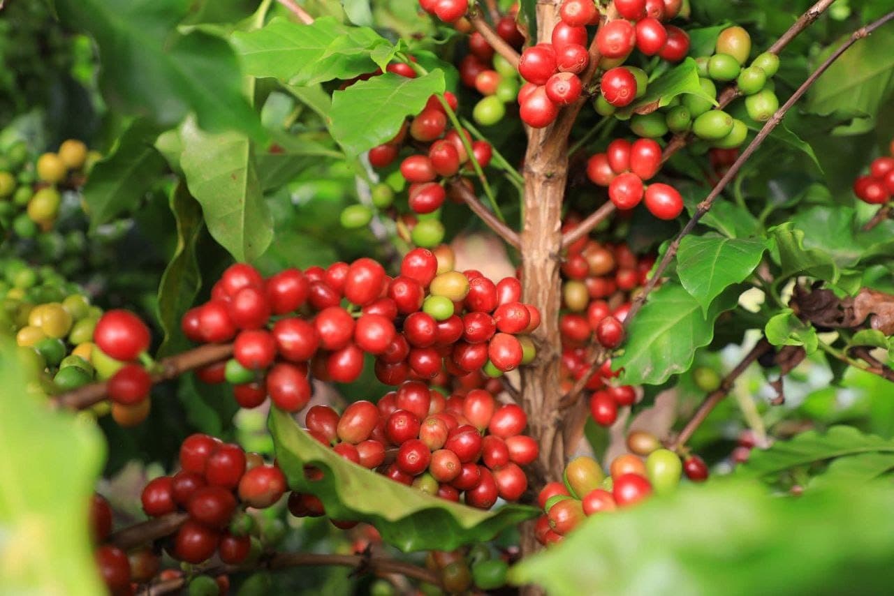 Ethiopian Coffee Farmers Face Heavy Burden from New EU Regulations