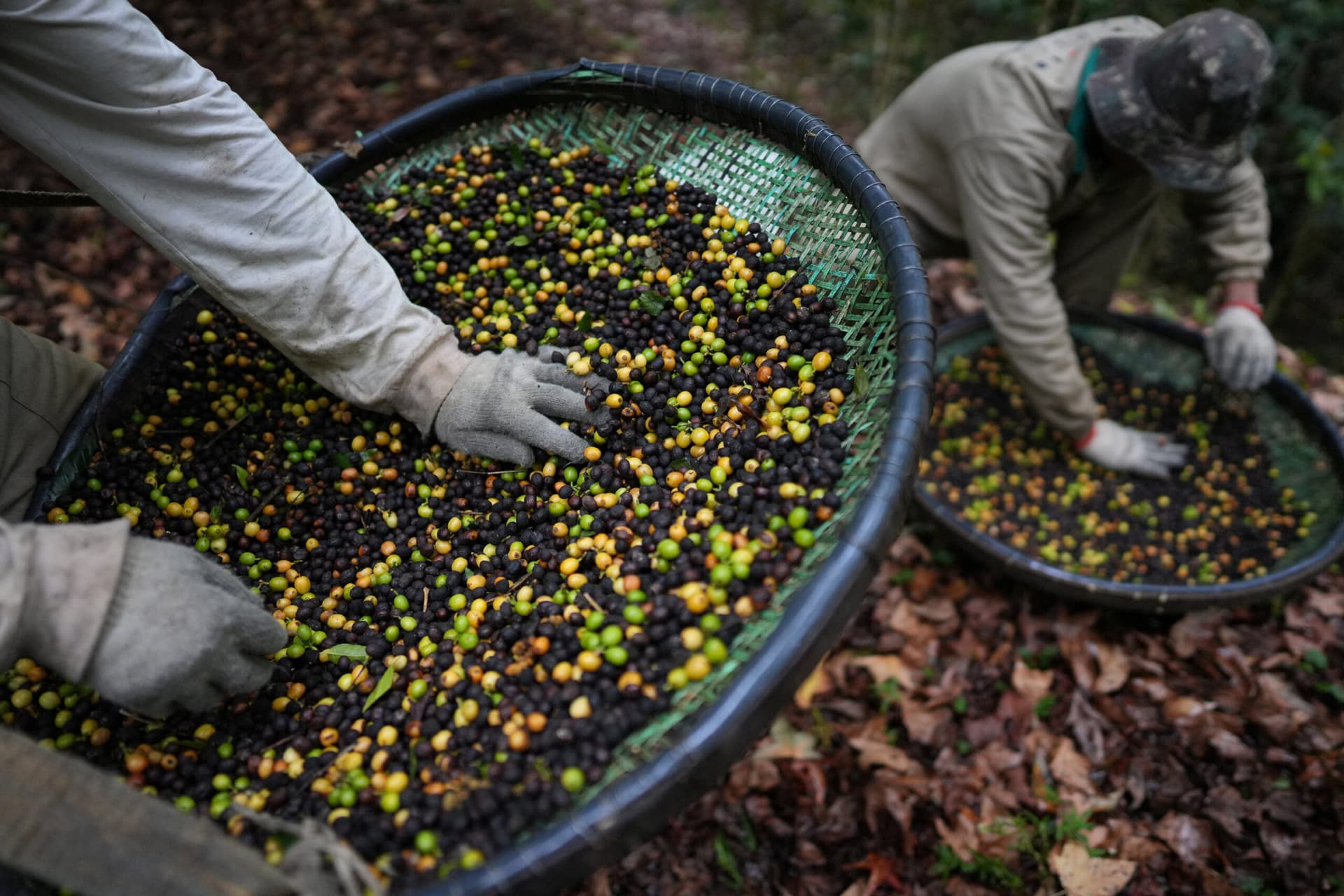 Jacu Bird Coffee Escapes Trump’s Tariffs as Brazil’s Specialty Exports Collapse
