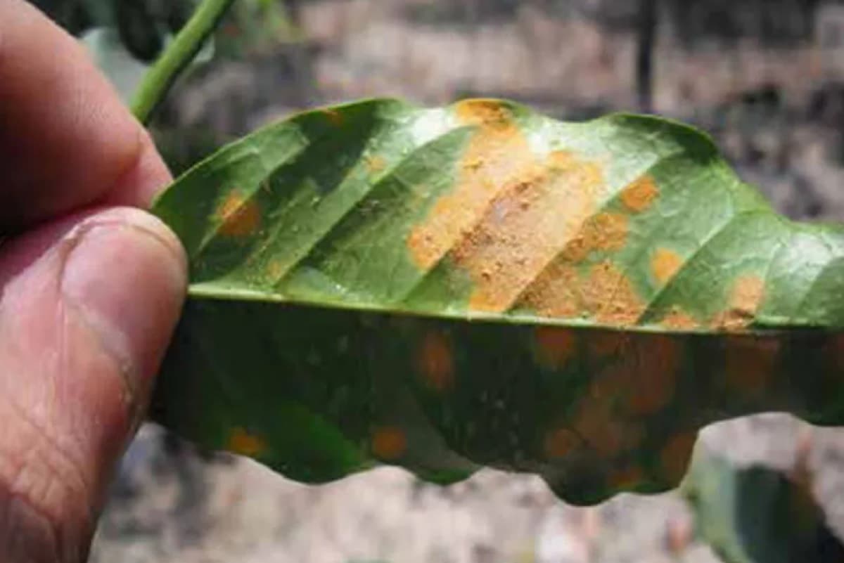 Saudi Arabia Announces First-Ever Detection of Coffee Rust Epidemic in Jazan