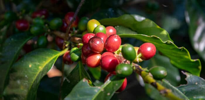 Coffee Prices Drop as Supply Outlook Strengthens